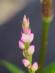 Persicaria longiseta