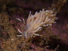 Rubramoena rubescens