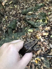 Lithobates sphenocephalus utricularius