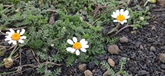 Anthemis aetnensis