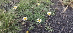 Anthemis aetnensis