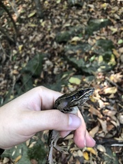 Lithobates sphenocephalus utricularius