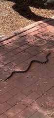 Lampropeltis splendida