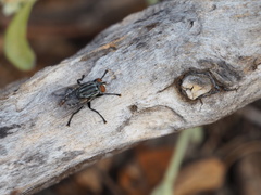 Sarconesia chlorogaster