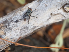 Sarconesia chlorogaster