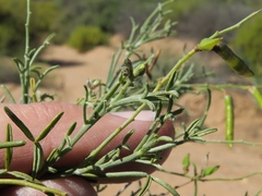 Calobota halenbergensis