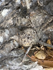 Callirhytis quercussuttoni