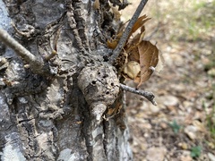 Callirhytis quercussuttoni