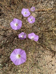 Ipomoea ternifolia