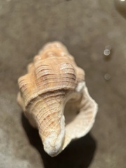 Neogastropoda