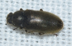 Dryops gracilis