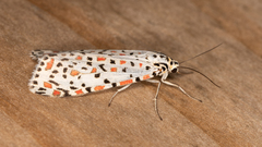 Utetheisa pulchelloides