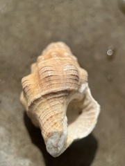 Neogastropoda