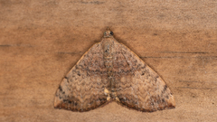 Chrysolarentia mecynata