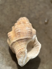 Neogastropoda