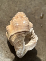 Neogastropoda