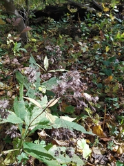 Eupatorieae