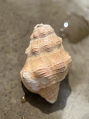 Neogastropoda
