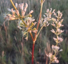 Silene chersonensis