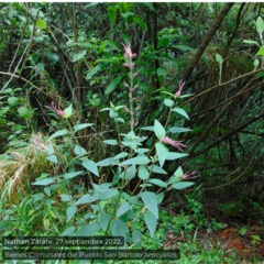 Salvia fulgens
