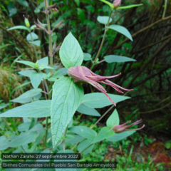 Salvia fulgens