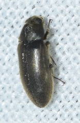 Dryops gracilis