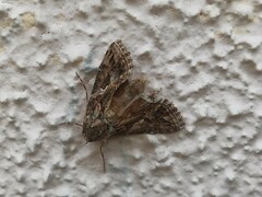 Trichoplusia ni