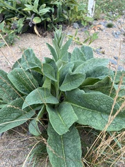 Symphytum officinale