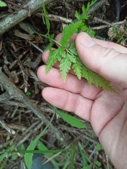 Asplenium adiantum-nigrum