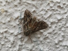 Trichoplusia ni