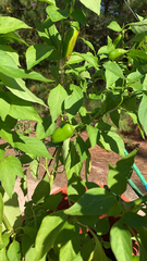 Capsicum annuum