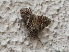 Trichoplusia ni