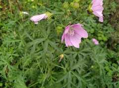 Malva moschata