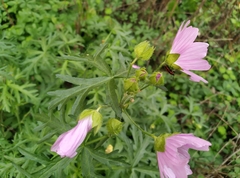 Malva moschata