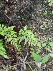 Asplenium adiantum-nigrum