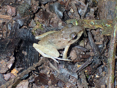 Craugastor fitzingeri