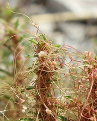 Cuscuta epithymum