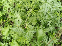 Malva moschata