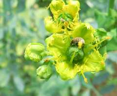 Bruchinae
