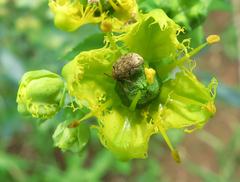 Bruchinae