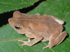 Rhinella alata