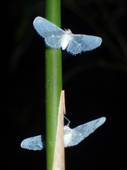 Paramysidia