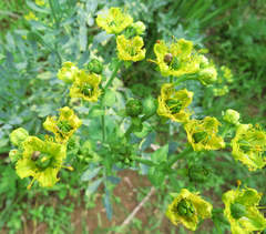 Bruchinae