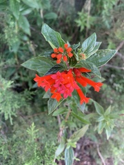 Bouvardia ternifolia