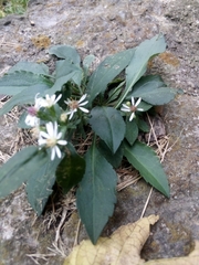 Symphyotrichum lateriflorum