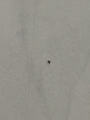 Insecta