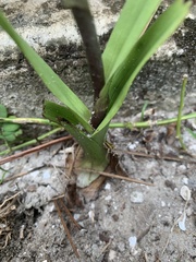 Eulophia graminea