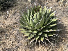 Agave horrida