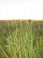 Pseudoroegneria stipifolia