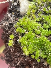 Bryum